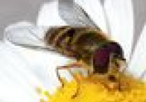 Jak urządzić ogród dla alergika?