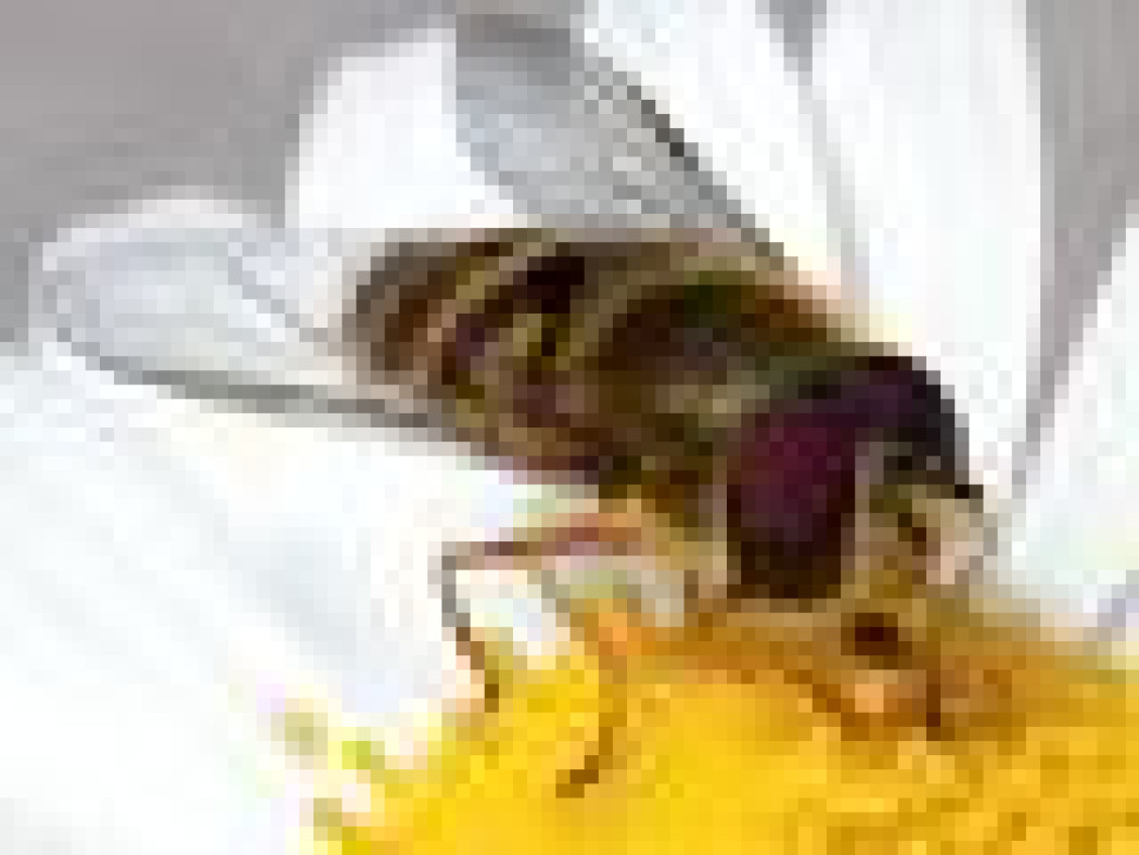 Jak urządzić ogród dla alergika?