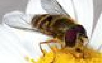 Jak urządzić ogród dla alergika?