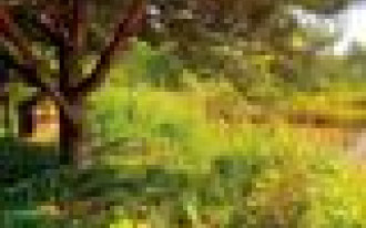 Ogród podobny do natury