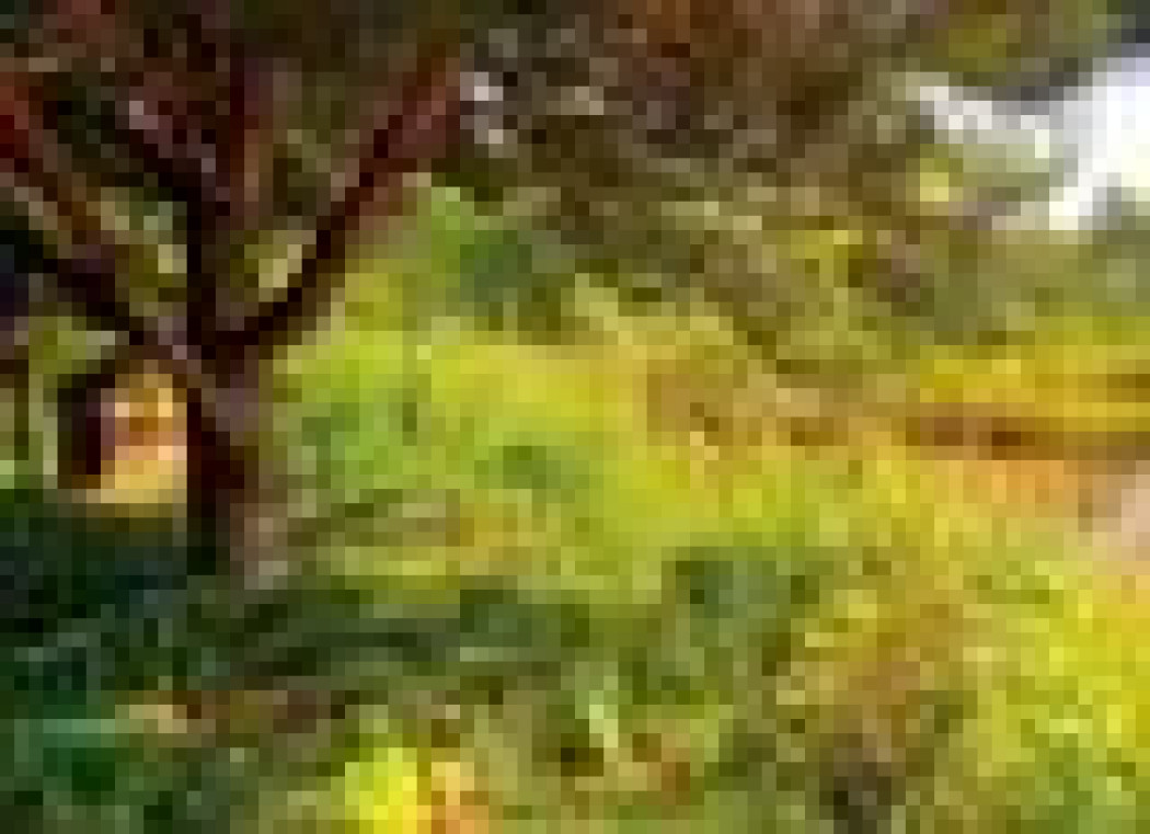 Ogród podobny do natury