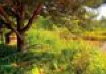 Ogród podobny do natury