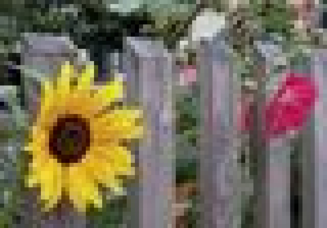 Wybór roślin do ogrodu