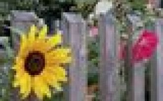 Wybór roślin do ogrodu