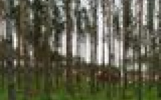 Czy można zbudować dom w lesie?