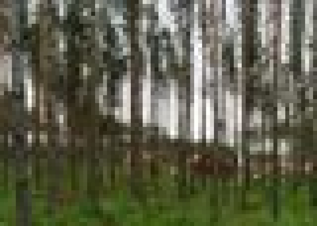 Czy można zbudować dom w lesie?