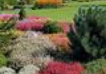 Kolorowe wrzosowiska