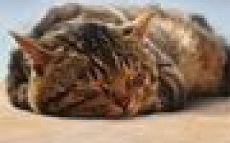 Podłogi Soft&Silent w sklepach RuckZuck