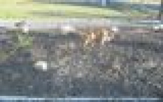 Skalniak, który miał dech zapierać