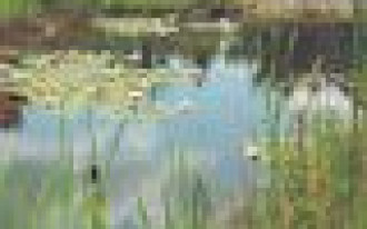 Naśladując naturę