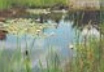 Naśladując naturę