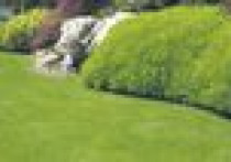 Miejsko czy sielsko? Jak założyć trawnik i kwietną łąkę