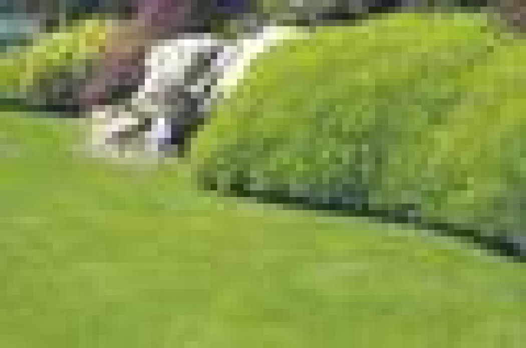 Miejsko czy sielsko? Jak założyć trawnik i kwietną łąkę