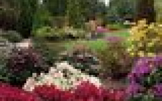 Feeria barw 130 azalii i różaneczników