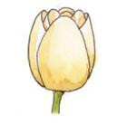 Tulipany - gr. 1 Pojedyncze kubkowate