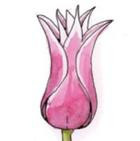 Tulipany - gr. 6 Liliokształtne