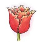 Tulipany - gr. 10 Papuzie