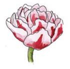 Tulipany - gr. 11 Pełne p&oacute;źne