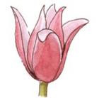 Tulipany - gr. 12 Mieszańce Kaufmana