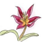 Tulipany - gr. 15 R&oacute;żne