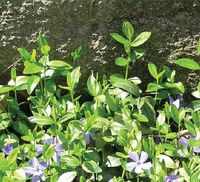 Zimozielony barwinek mniejszy