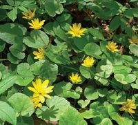 Ziarnopłon wiosenny