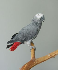 Ulubienica domowników- papuga Pyza