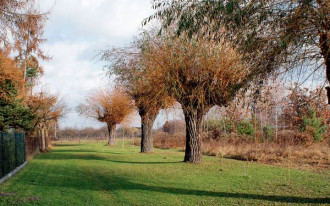 Na terenie swojej posesji mam starą wierzbę, którą chciałbym wyciąć.