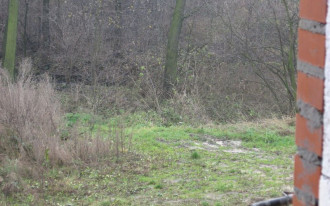 Gdzie powinnyśmy się zgłosić w sprawie wycięcia drzew z naszej działki budowlanej?