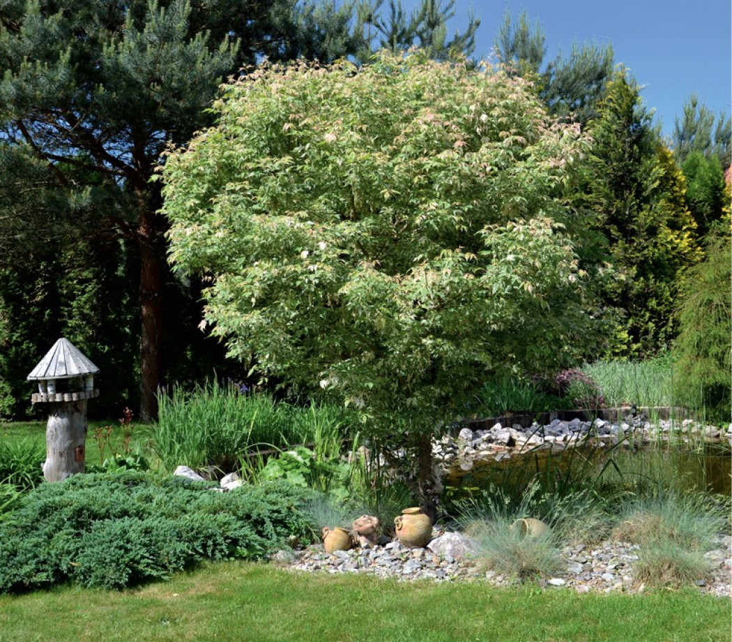 Azjatyckie inspiracje