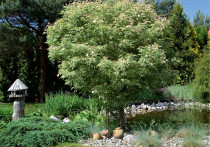 Azjatyckie inspiracje