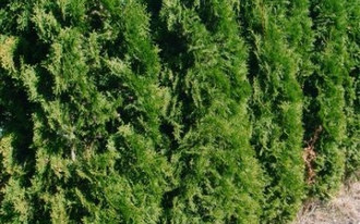 Czy sąsiad ma prawo posadzić wysokie rośliny blisko mojego ogrodzenia?