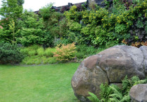 Zielona ściana roślin