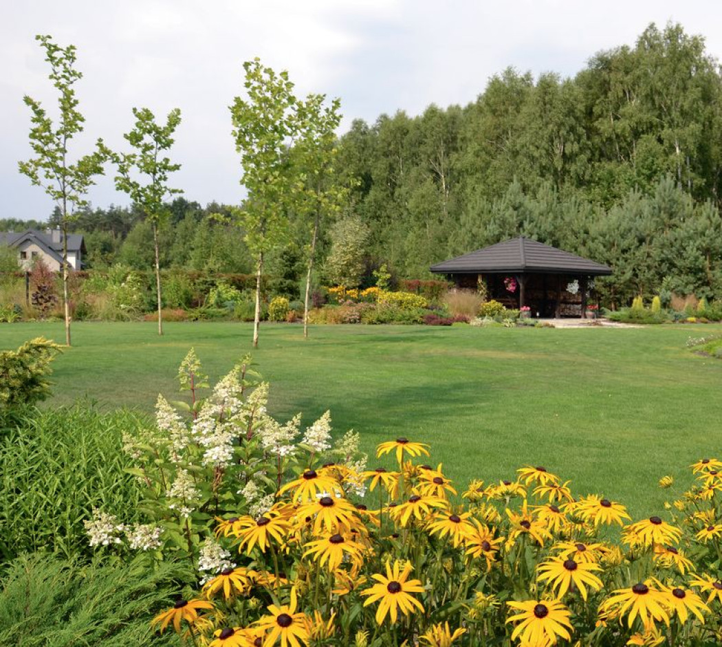 Ciągle kwitnący, z ciennikiem na trawniku