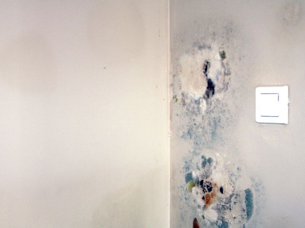 Eliminowanie pleśni i wilgoci