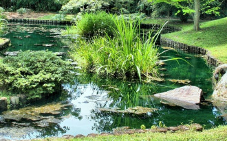 Jak radzić sobie z glonami w zbiorniku wodnym?