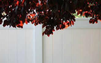 Kto jest właścicielem owoców z drzewa przy granicy działki?