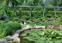 Wśród 400 drzewek bonsai