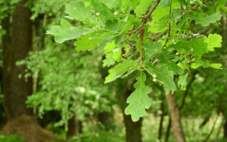 Planuję wycinkę młodego dębu i krzewu jaśminowca. Czy muszę uzyskać na to pozwolenie?