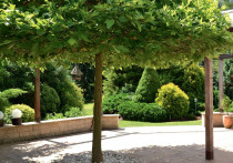 Z platanem na tarasie