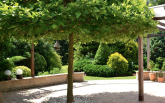 Z platanem na tarasie