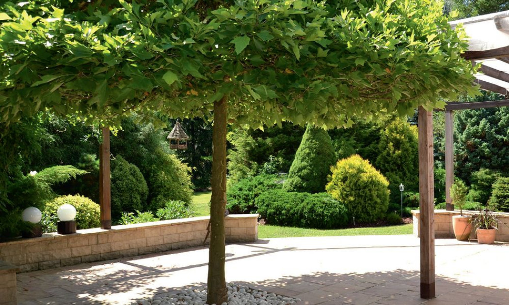 Z platanem na tarasie Z platanem na tarasie