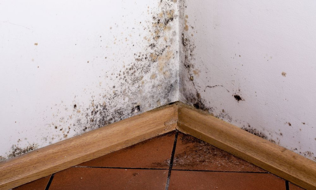 Wilgoć w domu