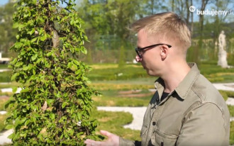Żywopłot z grabu pospolitego - rady królewskiego ogrodnika!
