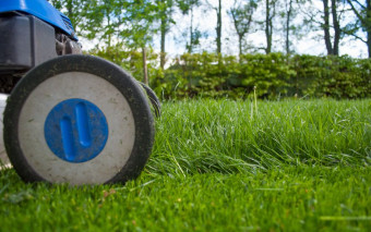 Jakie wybrać nasiona na trawnik, by rzadziej go kosić?