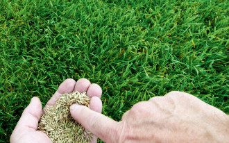 Zakładanie trawnika - trawnik SAMOzagęszczający