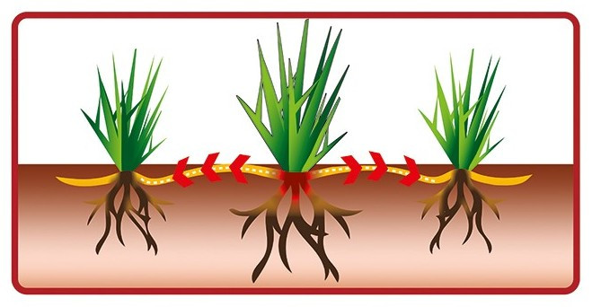 Rysunek prezentuje proces rozkrzewienia się trawy w bok przez kłącza, z których powstają nowe kępy.