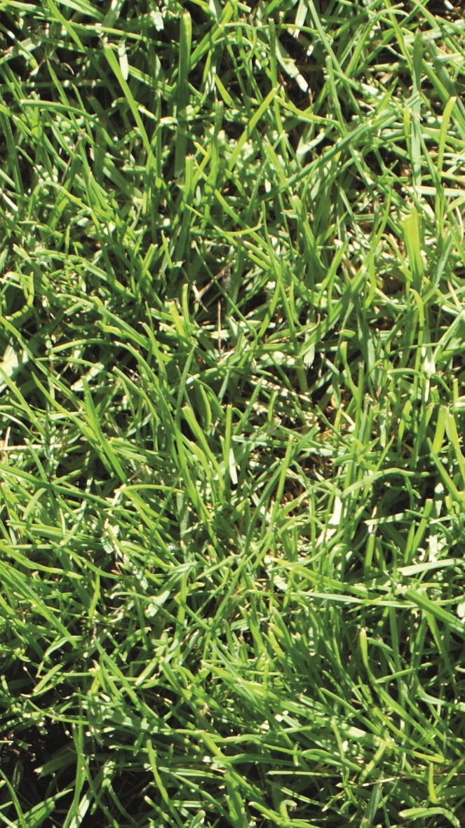 Nasiona trawy samozagęszczającej się szybko kiełkują