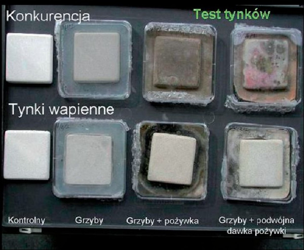 Test podatności tynków na zasiedlenie przez grzyby domowe