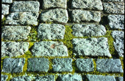 Na powierzchni wyrastają nieestetyczne mchy i trway